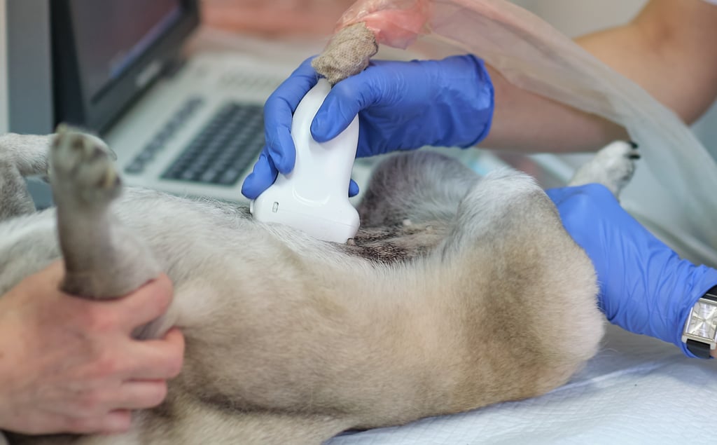 Common Indications for Veterinary Ultrasound