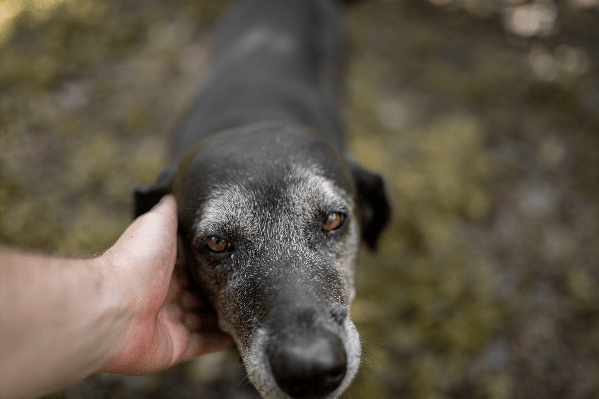 wellness scans for senior pets